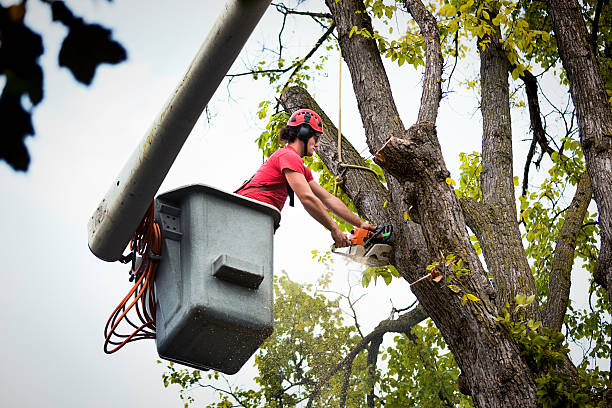 Dead Tree Removal in Paxtonia, PA